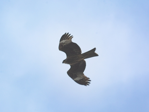 Black Kite