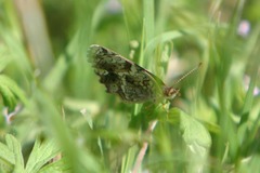 Phyciodes phaon