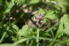 Phyciodes phaon