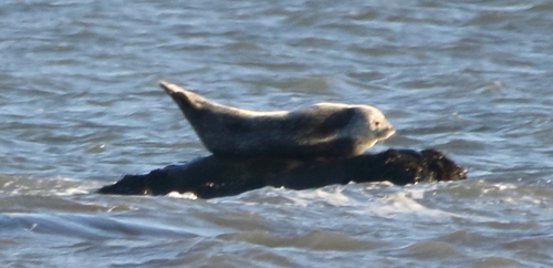 Atlantic Harbor Seal photographed in Connecticut