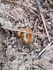 Scolopendra cingulata