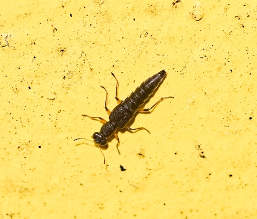 Stenus cicindeloides observed 2026-05-23