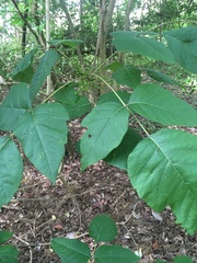 Toxicodendron radicans