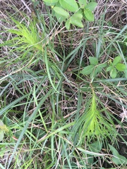 Liatris pycnostachya