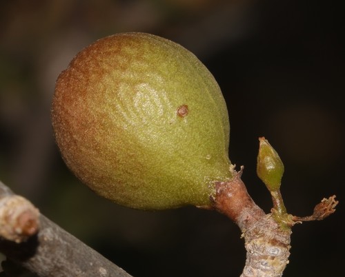 Image of Commiphora capensis by (c) Brian du Preez, some rights reserved (CC BY-SA)