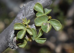 Commiphora capensis