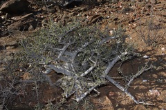 Commiphora capensis
