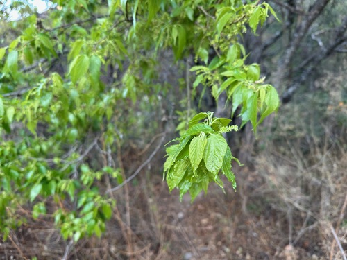 Morus celtidifolia (Morus celtidifolia)