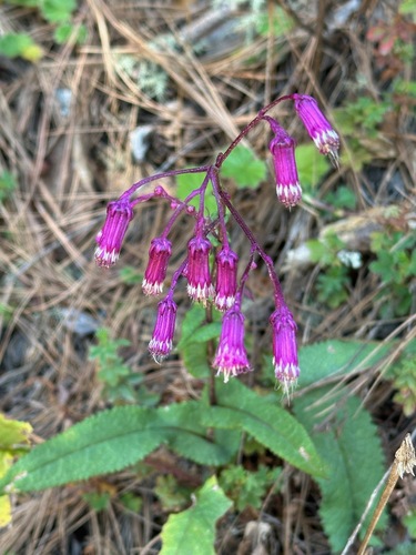 Senecio callosus