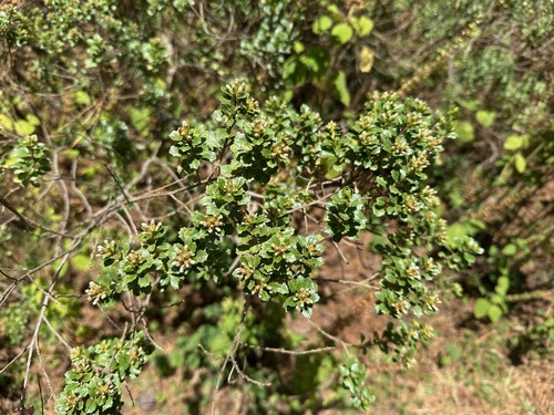 Baccharis conferta