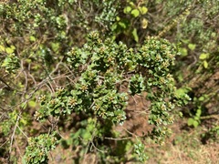 Baccharis conferta