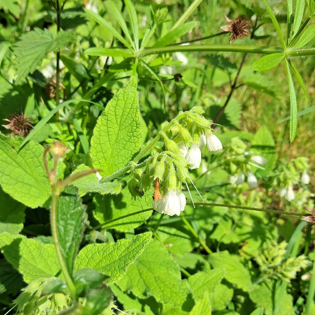 Symphytum orientale; photograph author not stated, no rights reserved