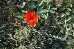 Tulipa