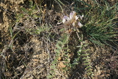 Astragalus dolichophyllus