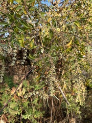 (c) Forest Botial-Jarvis, some rights reserved (CC BY) Buddleja sessiliflora, photograph (c) Forest Botial-Jarvis, some rights reserved (CC BY)