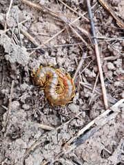 Scolopendra cingulata