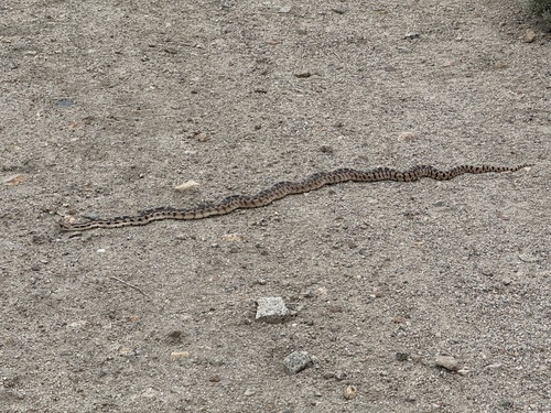 iNaturalist observation photo of Great Basin Gopher Snake