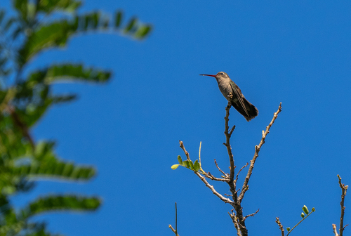 Dusky Hummingbird (Phaeoptila sordida), photo 5