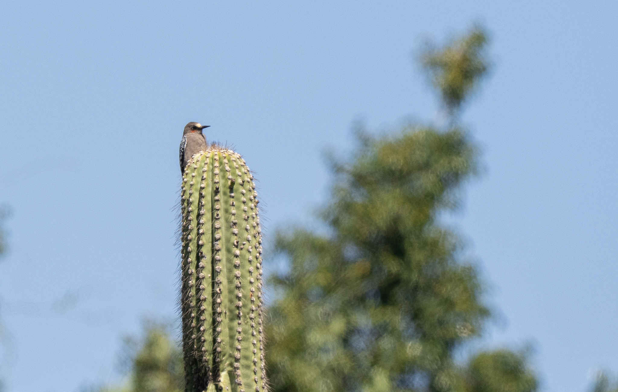Grey-breasted Woodpecker (Melanerpes hypopolius), photo 5