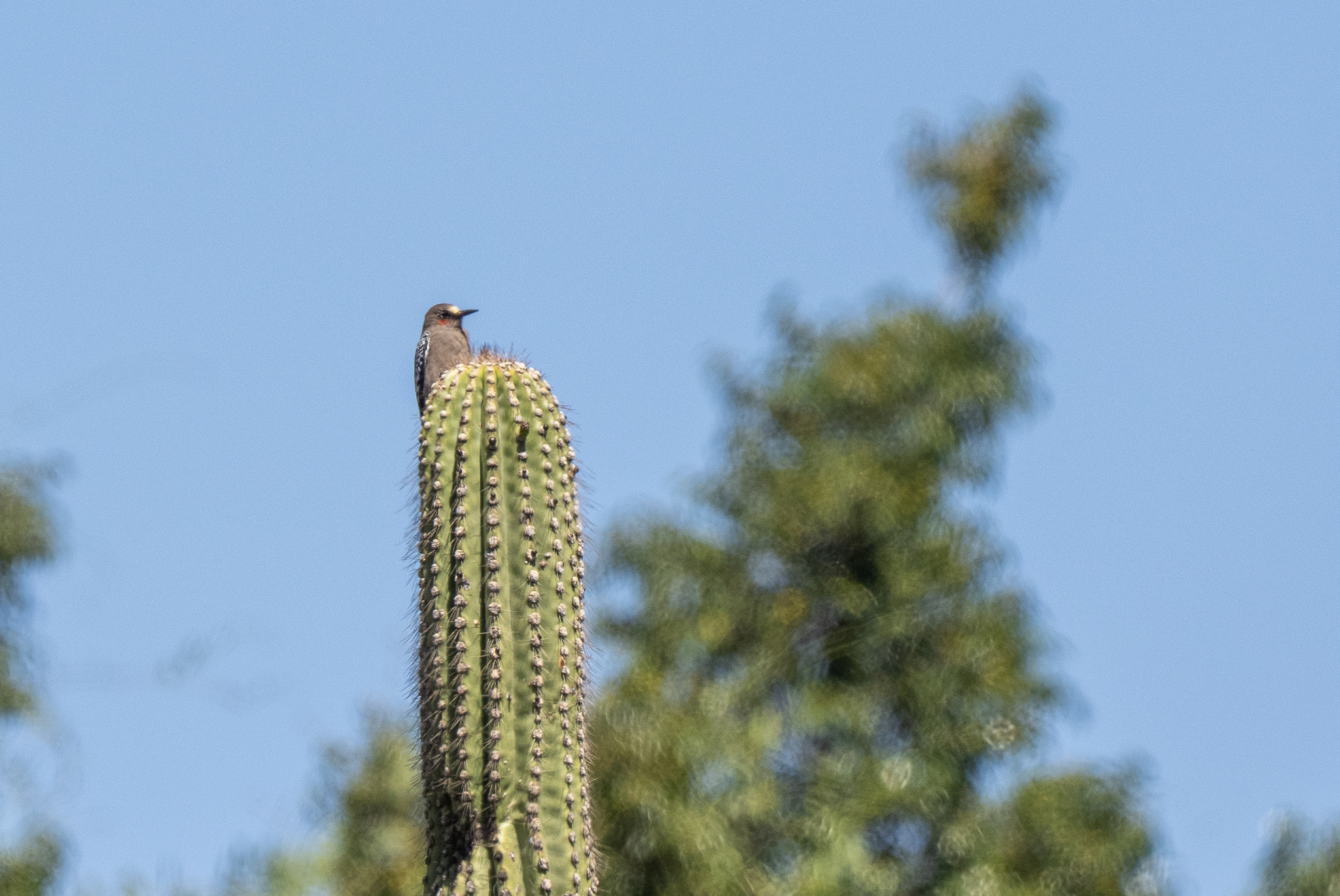 Grey-breasted Woodpecker (Melanerpes hypopolius), photo 4