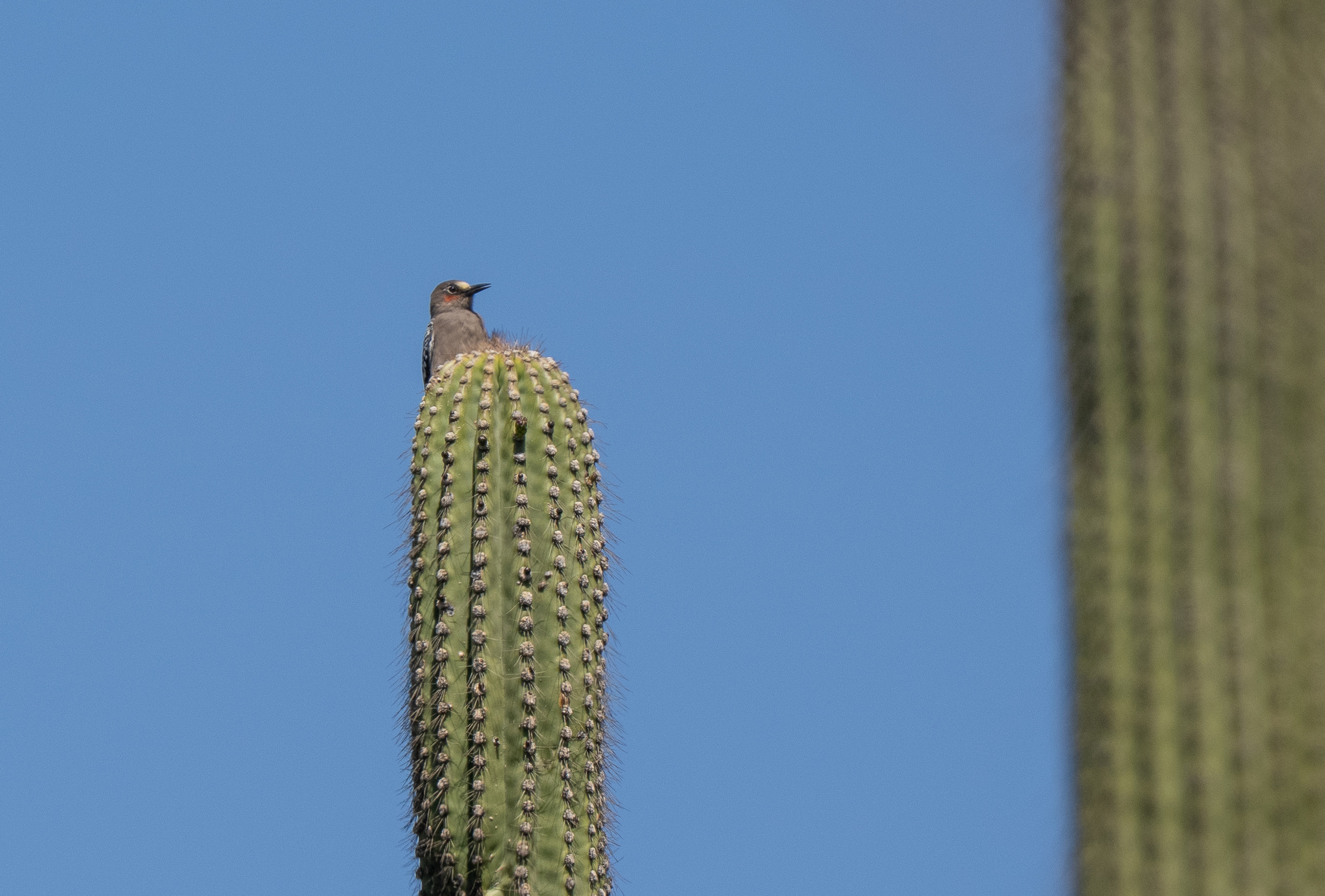 Grey-breasted Woodpecker (Melanerpes hypopolius), photo 6