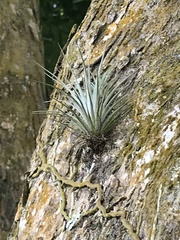 Tillandsia utriculata