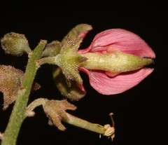 Indigofera nudicaulis