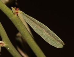 Indigofera nudicaulis