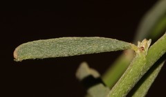 Indigofera nudicaulis