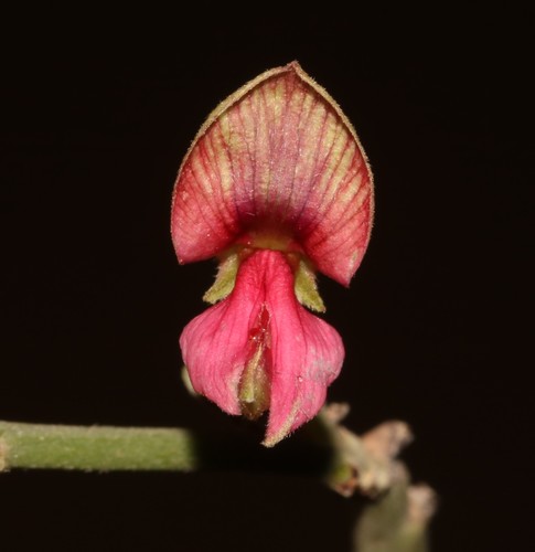 Image of Indigofera nudicaulis by (c) Brian du Preez, some rights reserved (CC BY-SA)
