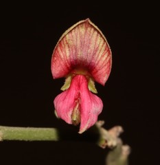 Indigofera nudicaulis