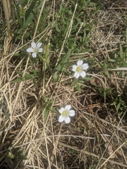 Cerastium arvense strictum