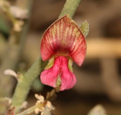 Indigofera nudicaulis