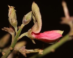 Indigofera nudicaulis