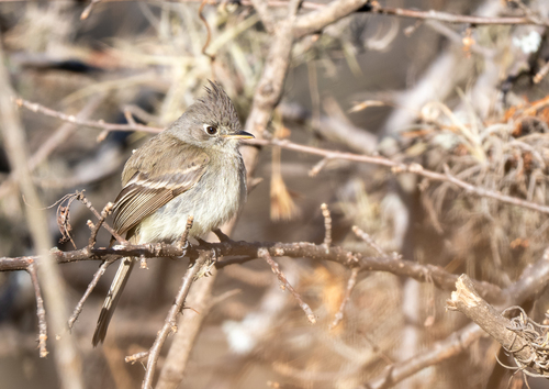 Pileated Flycatcher (Xenotriccus mexicanus), photo 7