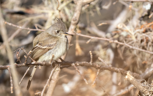 Pileated Flycatcher (Xenotriccus mexicanus), photo 2