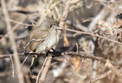 Pileated Flycatcher (Xenotriccus mexicanus), photo 7