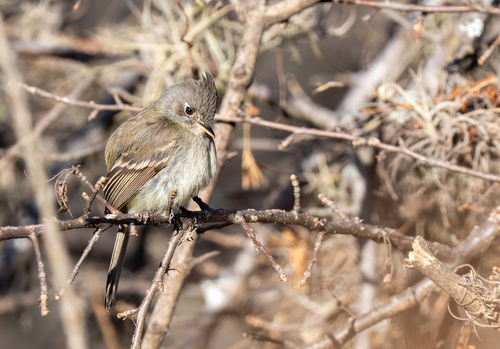 Pileated Flycatcher (Xenotriccus mexicanus), photo 8