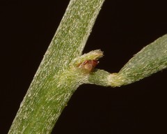 Indigofera nudicaulis