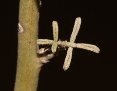 Indigofera nudicaulis