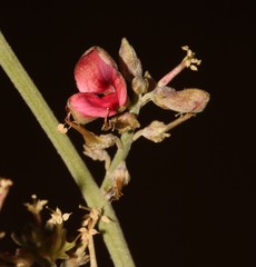 Indigofera nudicaulis