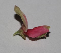Indigofera nudicaulis