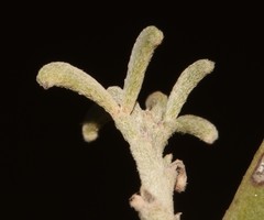 Indigofera nudicaulis