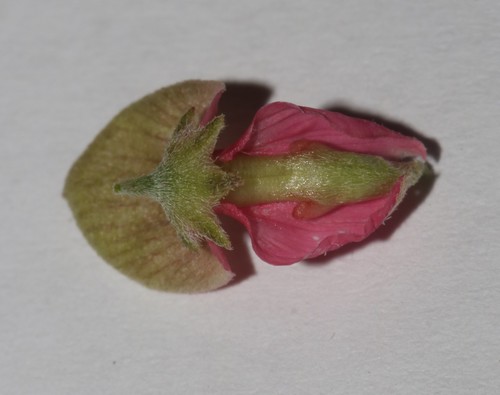 Image of Indigofera nudicaulis by (c) Brian du Preez, some rights reserved (CC BY-SA)