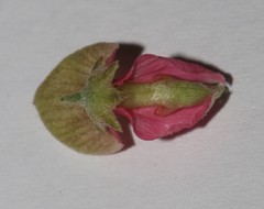 Indigofera nudicaulis
