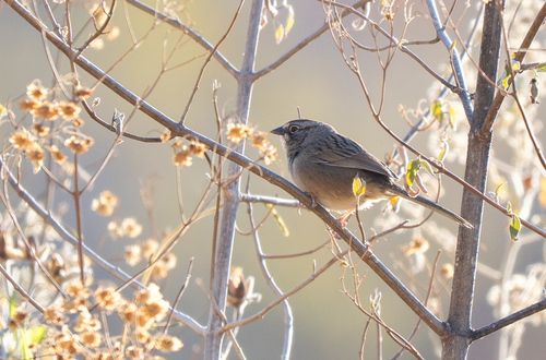 Oaxaca Sparrow (Aimophila notosticta)
