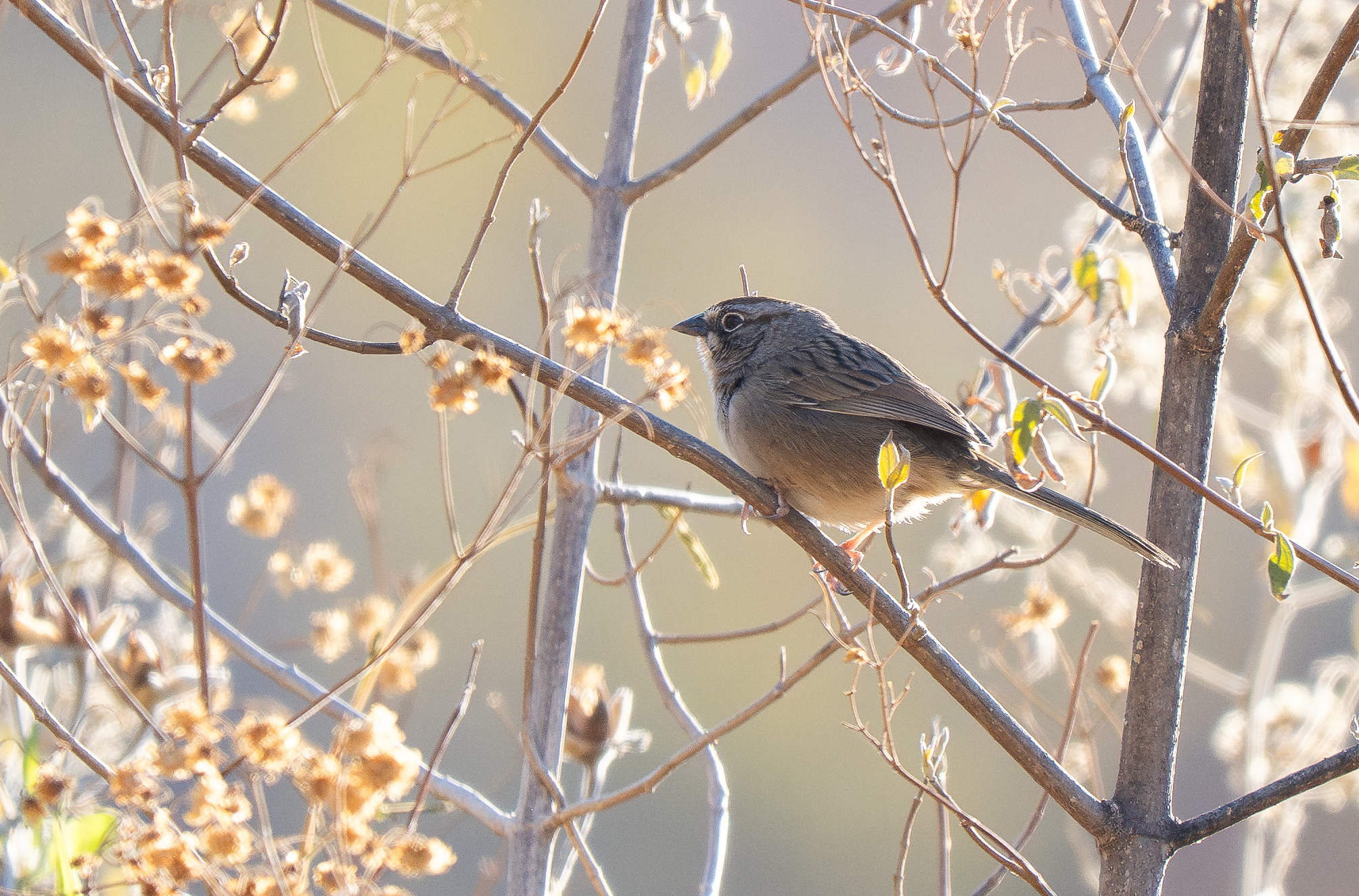 Oaxaca Sparrow (Aimophila notosticta), photo 1
