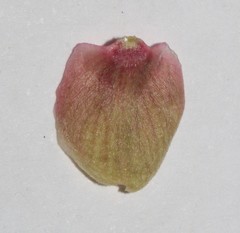 Indigofera nudicaulis