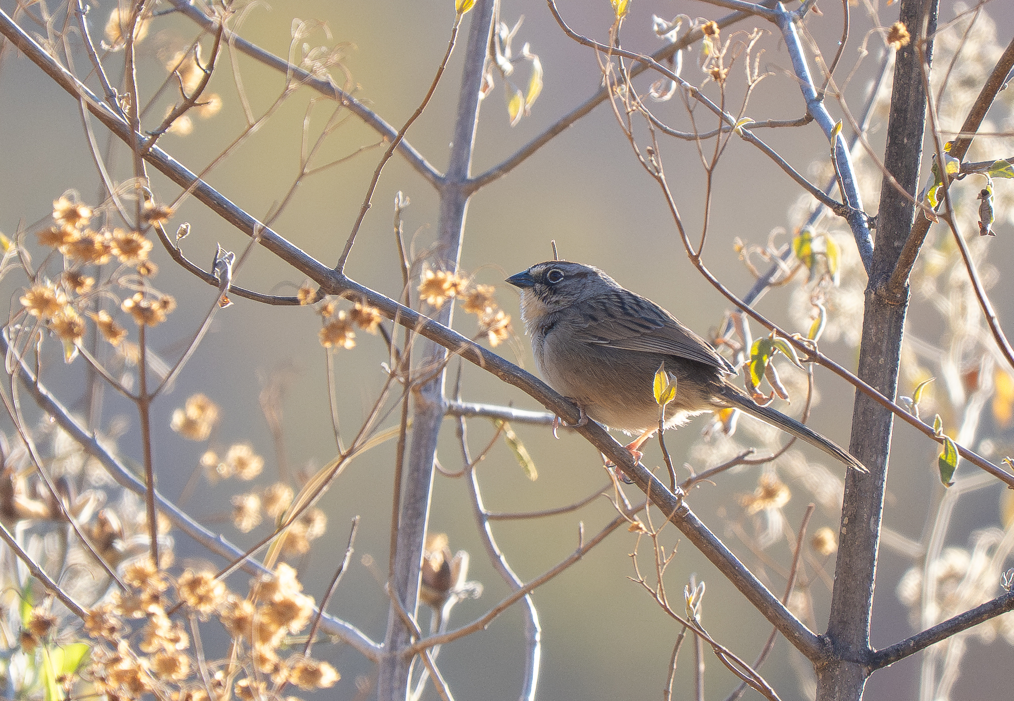 Oaxaca Sparrow (Aimophila notosticta), photo 2