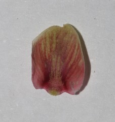 Indigofera nudicaulis